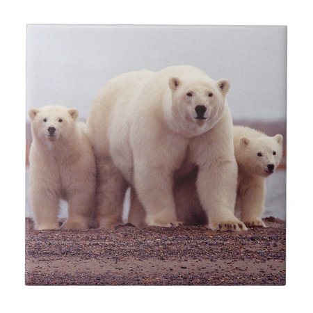 Polar Bear Mother And Cubs Tile