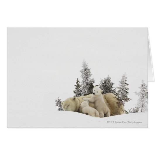 Polar Bear Mother And Her Cubs in Wapusk Park (Front Horizontal)