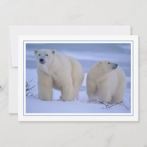 Polar Bear Mother with Cub in Snow Holiday Card