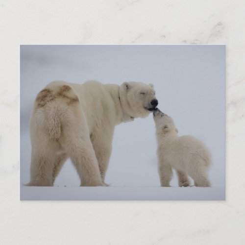 Polar Bear Mother with Cub Postcard