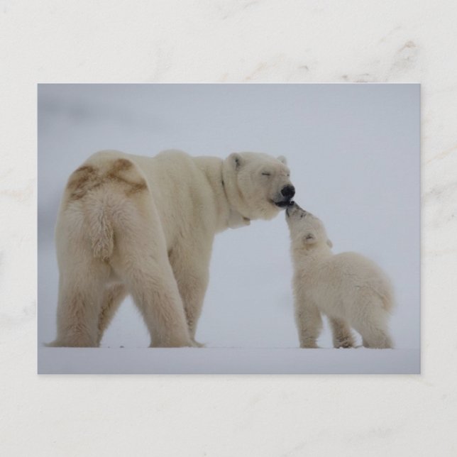 Polar Bear Mother with Cub Postcard (Front)