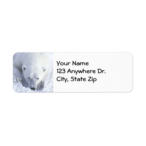 Polar Bear Nap Label