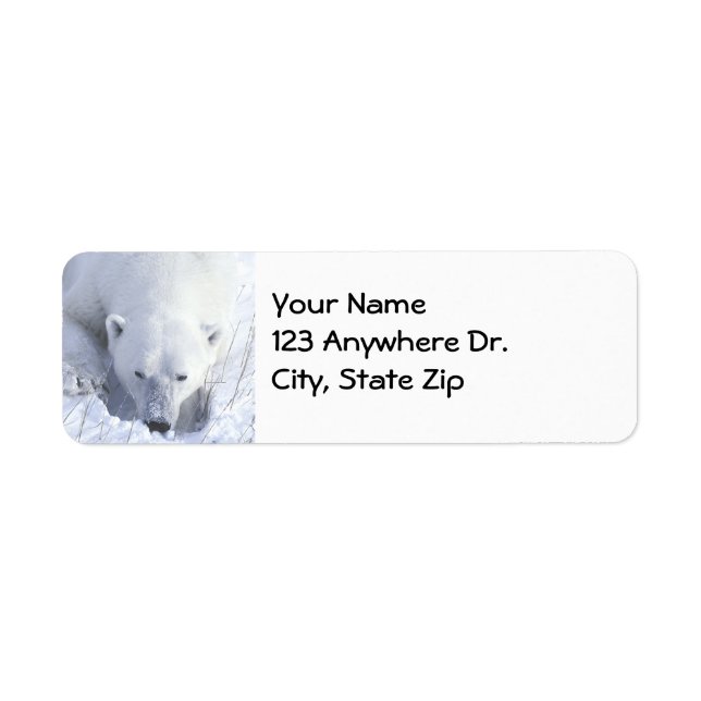 Polar Bear Nap Label (Front)