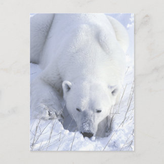 Polar Bear Nap Postcard