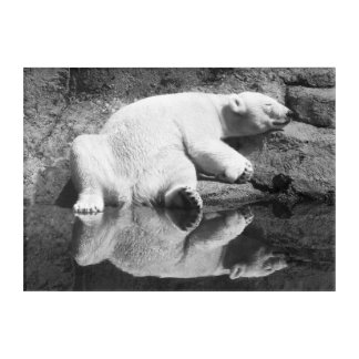 Polar bear napping. Chilling out. Taking a break.  Acrylic Print