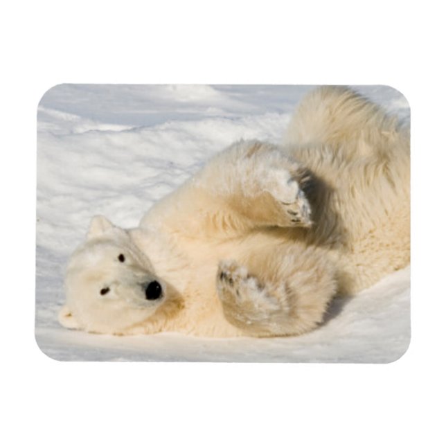 Polar Bear near Hudson Bay Magnet (Horizontal)