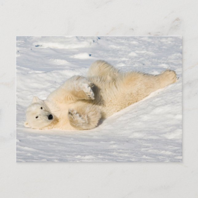 Polar Bear near Hudson Bay Postcard (Front)