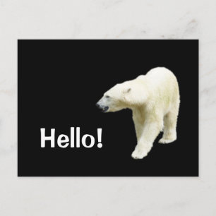 Polar Bear on Black Hello Postcard