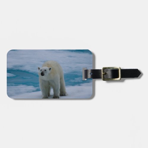 Polar Bear on pack ice Luggage Tag