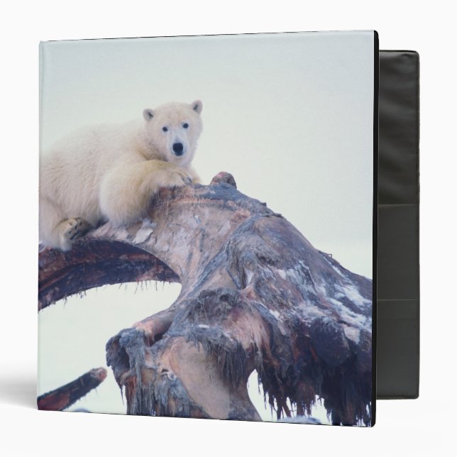 Polar bear on top of a bowhead whale jaw bone, binder (Front/Inside)