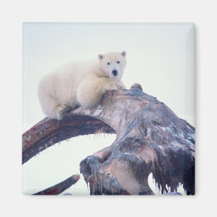 Polar bear on top of a bowhead whale jaw bone, magnet