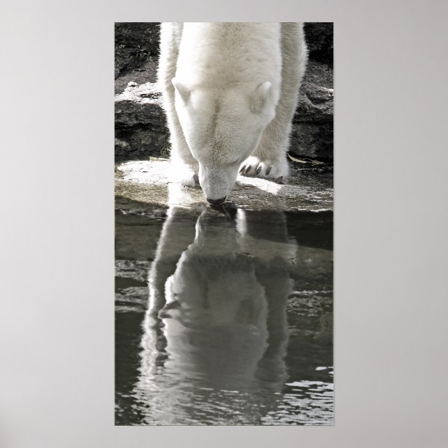 Polar Bear, Part Black and White (7) Poster (Front)