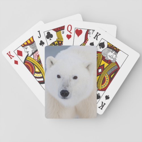 Polar Bear Playing Cards