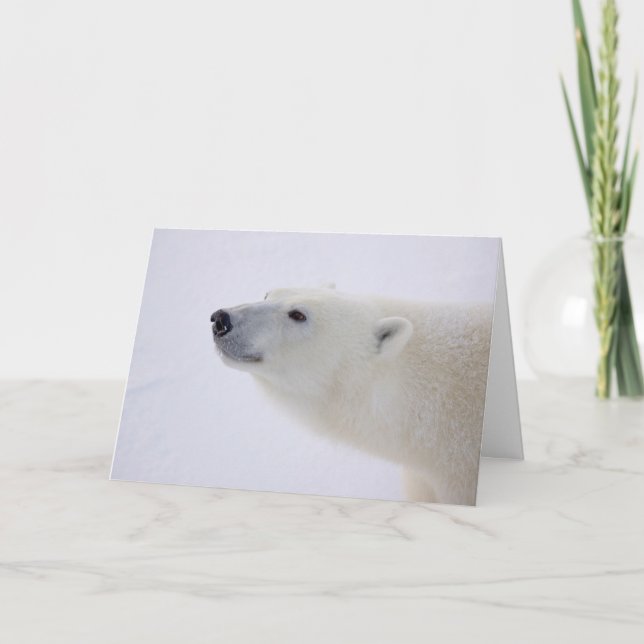 Polar Bear Portrait Holiday Card (Front)