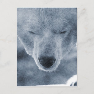 Polar Bear Portrait Postcard