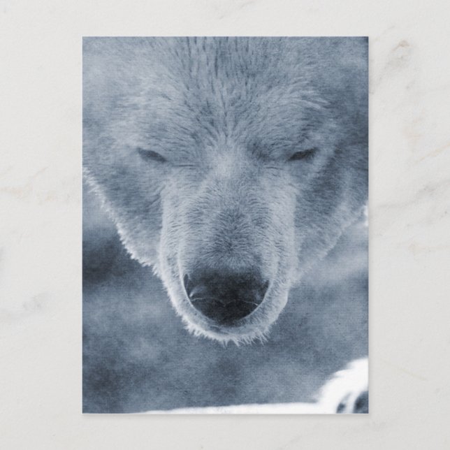 Polar Bear Portrait Postcard (Front)