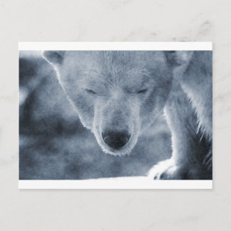 Polar Bear Portrait Postcard