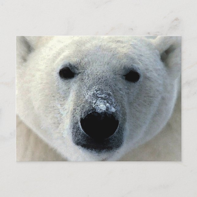 Polar Bear Postcard (Front)