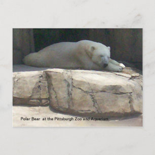 Polar Bear Postcard