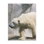 Polar Bear  Postcard