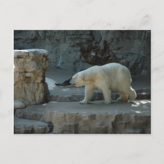 Polar Bear Postcard