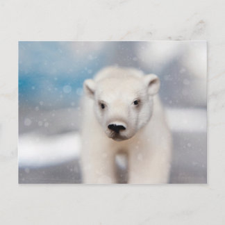 Polar Bear Postcard