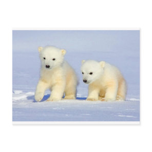 Polar Bear postcard