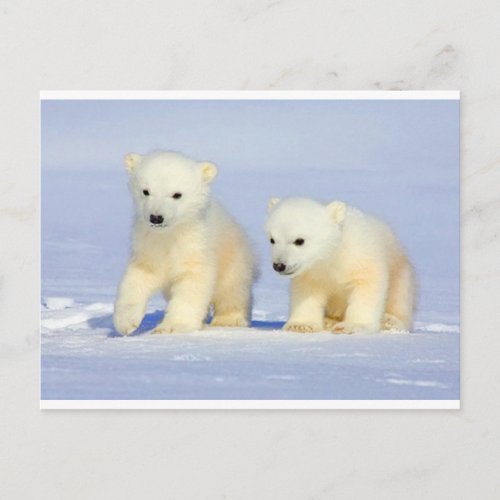 Polar Bear postcard