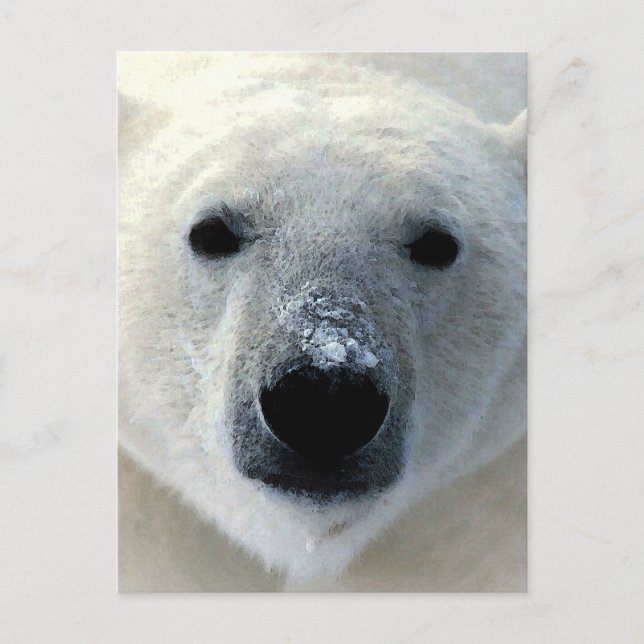 Polar Bear Postcard (Front)