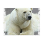 Polar Bear Postcard