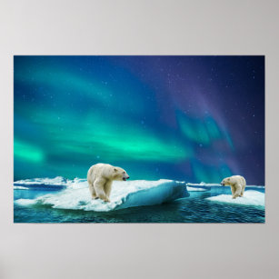 polar bear poster