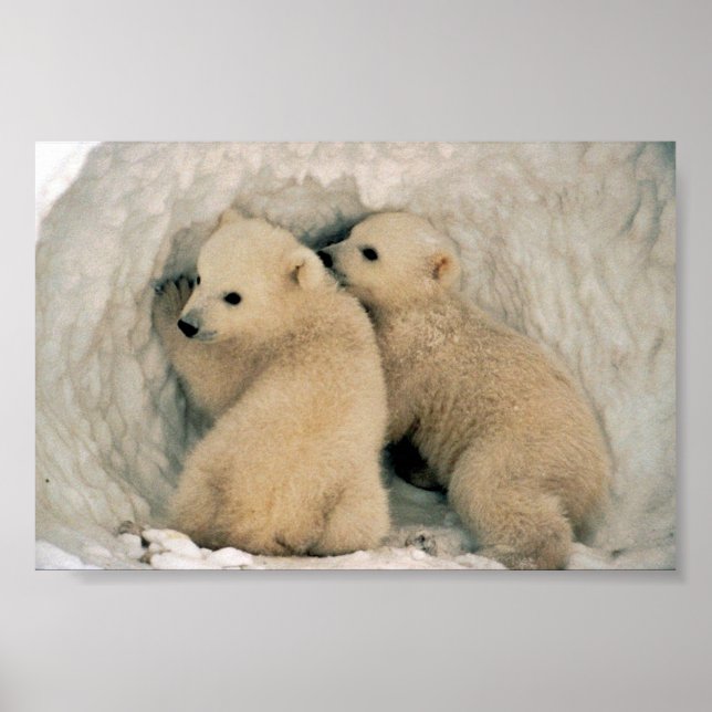 Polar Bear Poster (Front)