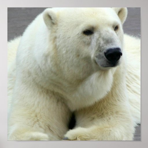 Polar Bear Print | Zazzle