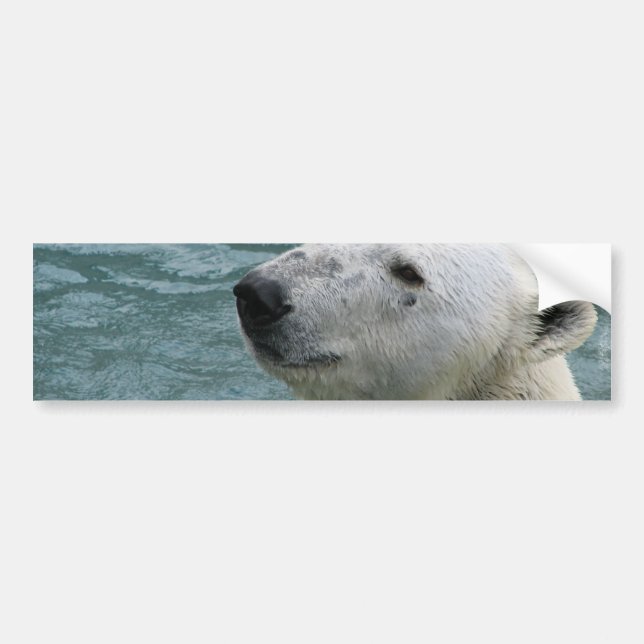 Polar Bear Profile Bumper Stickers (Front)