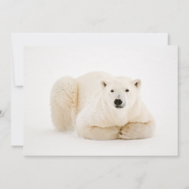 Polar Bear Resting on Hudson Bay Ice Holiday Card (Front)