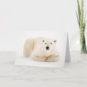 Polar Bear Resting on Hudson Bay Ice Holiday Card