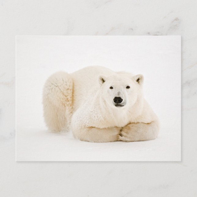 Polar Bear Resting on Hudson Bay Ice Holiday Postcard (Front)