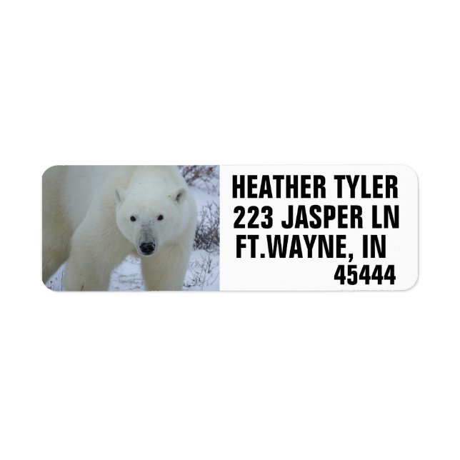 POLAR BEAR RETURN ADDRESS LABELS (Front)