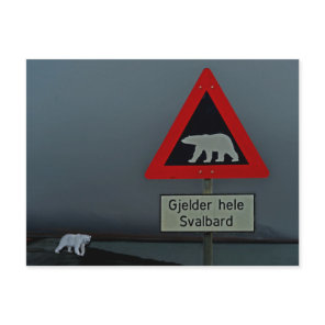 Polar bear road sign and polar bear. postcard