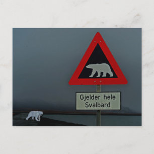 Polar bear road sign and polar bear. postcard