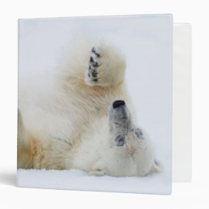 Polar bear rolling in snow, Norway Binder