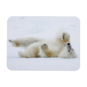 Polar bear rolling in snow, Norway Magnet