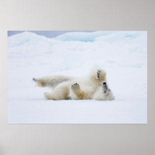 Polar bear rolling in snow, Norway Poster