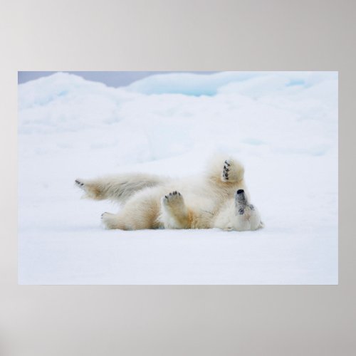 Polar bear rolling in snow Norway Poster