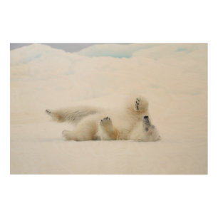 Polar bear rolling in snow, Norway Wood Wall Art