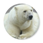 Polar Bear Round Magnet