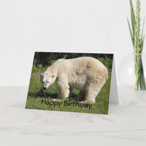 polar bear scowling Birthday Card