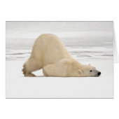Polar bear scratching itself on frozen tundra (Front Horizontal)