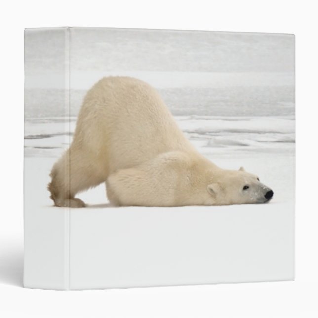 Polar bear scratching itself on frozen tundra binder (Front/Spine)