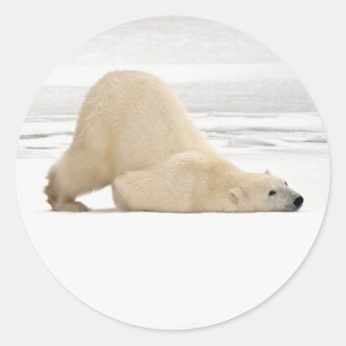Polar bear scratching itself on frozen tundra classic round sticker